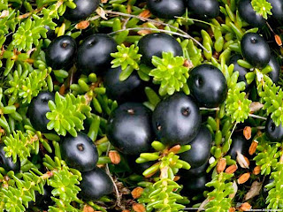 Crowberry fruit images wallpaper