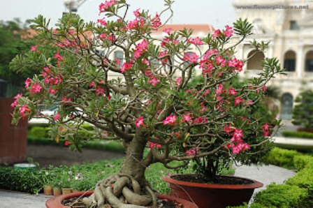 Bonsai Kamboja