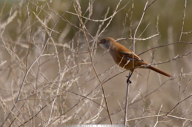 Baardmannetje - Bearded Reedling - Panurus biarmicus