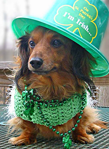 Saved by dogs: On St. Patrick's Day We're Irish