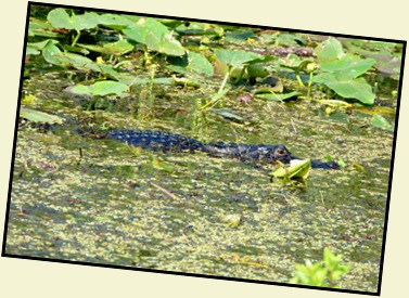 05d - Alligator in the canal