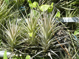 Tillandsia aeranthos - Fille de l'air