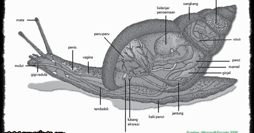 Filum Mollusca: Struktur Tubuh, Sistem Reporduksi 