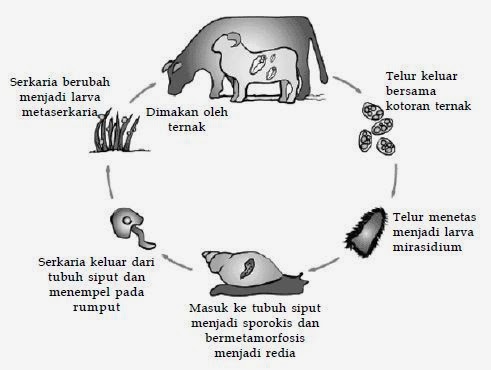 Penjelasan Tentang Filum Platyhelminthes Biologi Indonesia