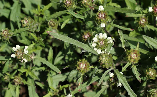 Prunella laciniata Flowers Pictures