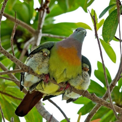 Protección animal - Animal protection - Birds