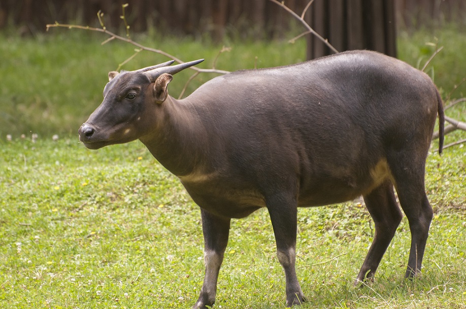 Fauna Endemik Indonesia Bagian  Tengah  Beserta Gambarnya 