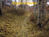 Aspen trail