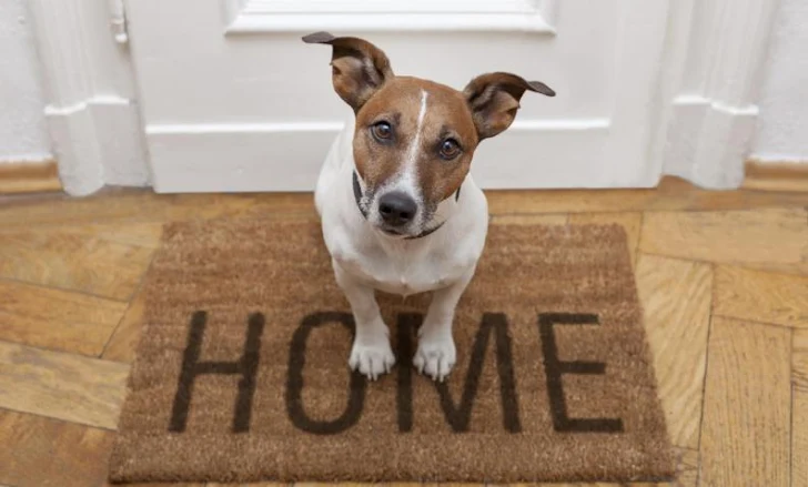 Qué hacer, si no puedes llevar a tu perro de vacaciones
