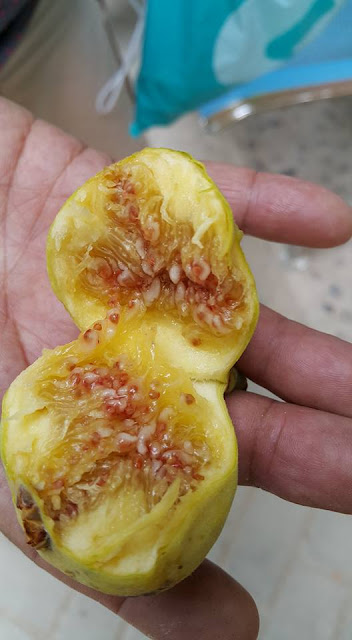  Xinjiang Figs