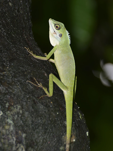 Green Crested Lizard - Bronchocela cristatella