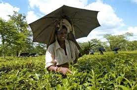 State food subsidy for tea belt  - Days after Centre's Duncan move, Mamata govt announces 45p grains for all garden residents