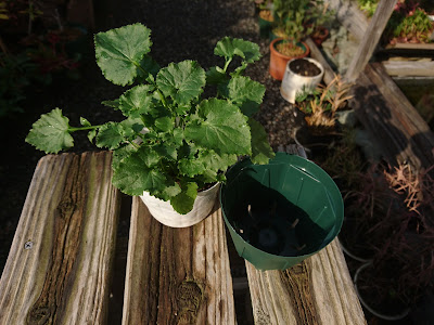 ホシギキョウの小さな鉢植え