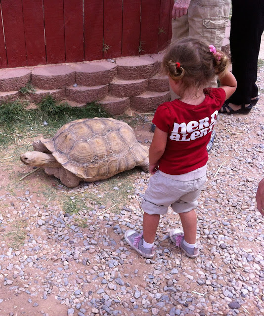 little girl tortoise