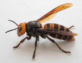 the Japanese Giant Hornet is exceptionally fast and agile