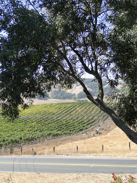 Napa Valley Vineyard