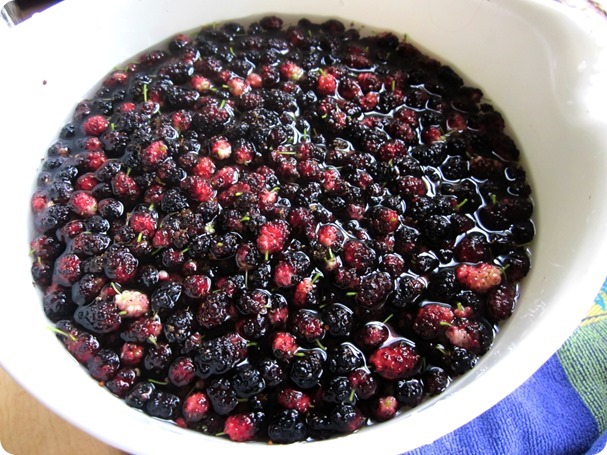 mulberries,nature walk,oakridge 002