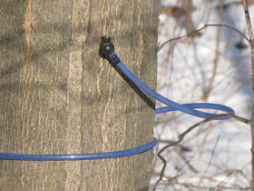 tapping maple syrup trees