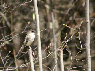 Sayornis phoebe - Moucherolle phébi 