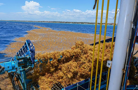 Se pronostica que más de 32 mil toneladas de sargazo se acercan al Caribe Mexicano
