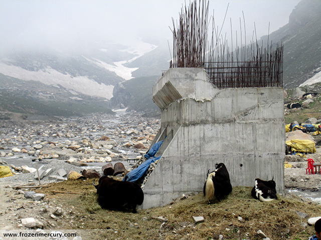 Yaks in the mountain pass, Marhi