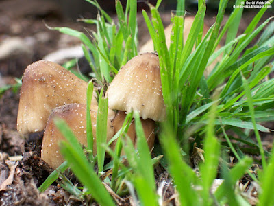 small white mushrooms in green grass