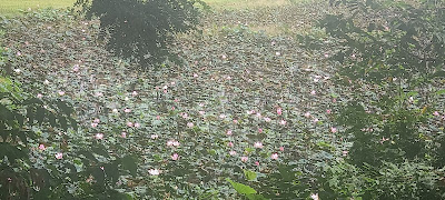 Siem reap lotus tarlası