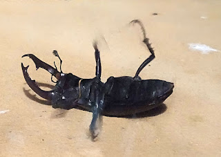 Stag beetle on its back (watch video below...)