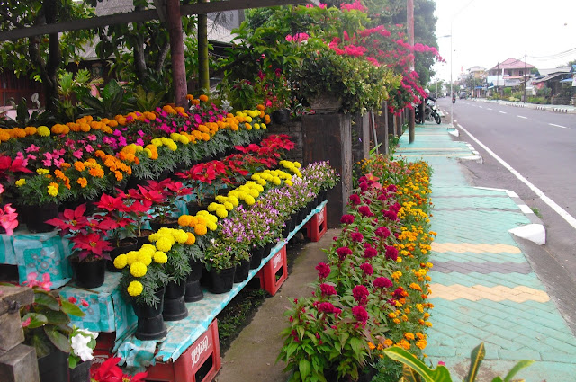 Tomohon, the City of Flower