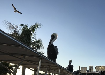 Pelicans keeping a close eye on the fish!