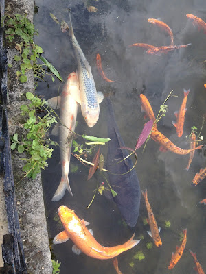 The family pet fish at Burghley House