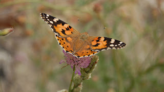 linda y tierna mariposas amarilla