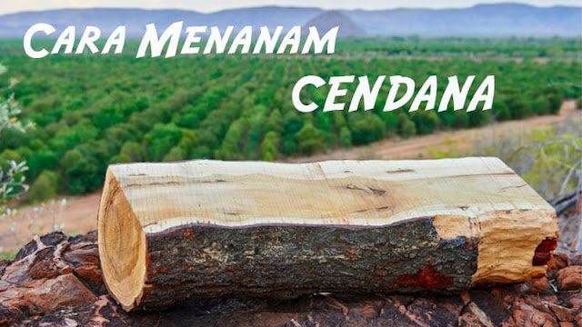 cara menanam pohon cendana