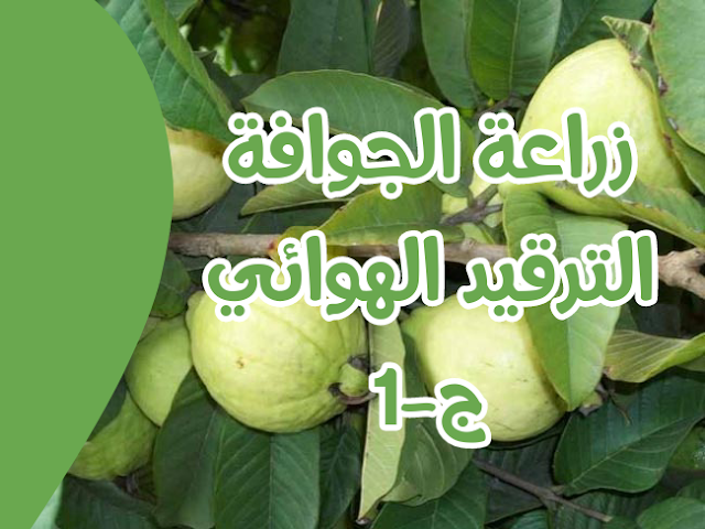 طريقة زراعة شجرة الجوافة بواسطة الترقيد الهوائي