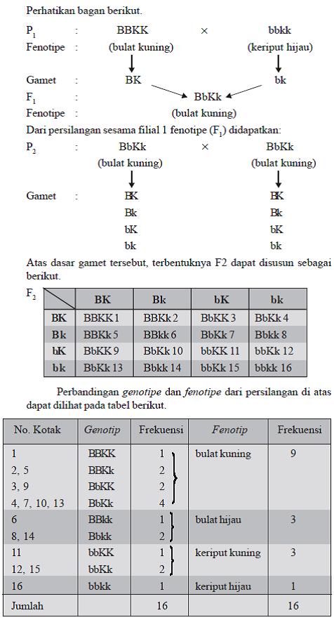 Contoh Pesilangan Dihibrid