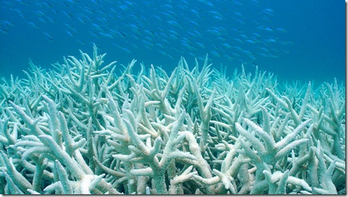coral-bleaching