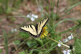 tiger swallowtail butter-fly on dandelion