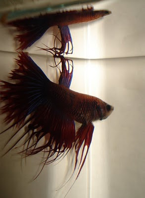 crowntail betta