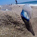 كائنات بحرية غريبة تغزو شواطئ كاليفورنيا 