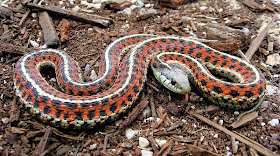 800px Thamnophis elegans terrestris 16.+Coast+Garter+Snake Amazing Colorful Snakes   Most Beautiful Venomous Snakes of the World