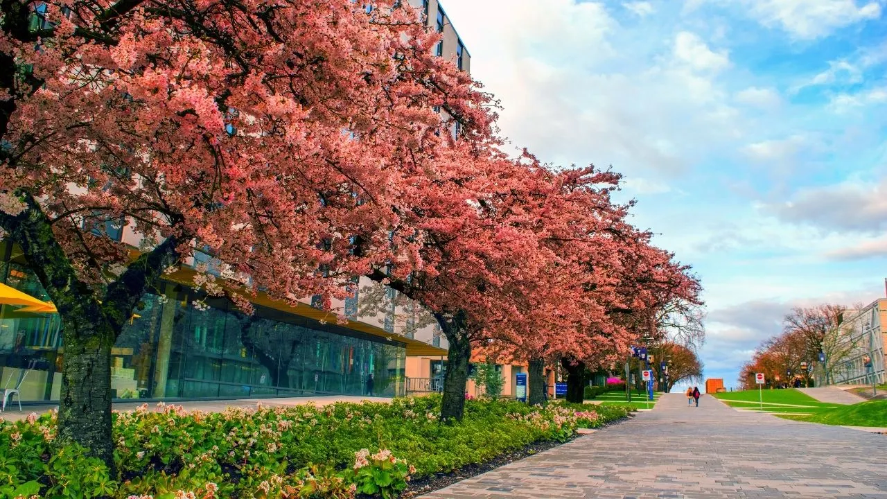 Path full of cherry trees in Vancouver.