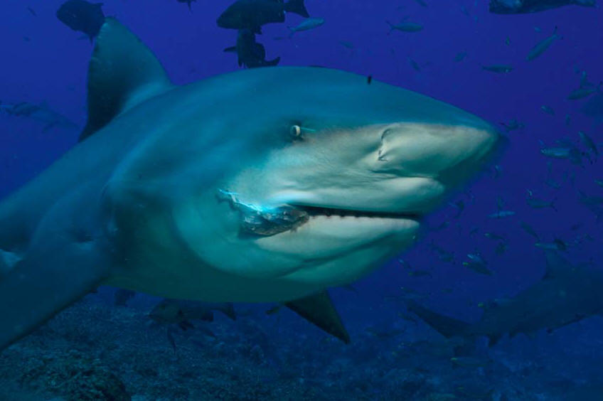 bull shark attack lake michigan. ull shark attack in lake