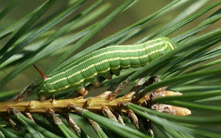 Sphinx du Pin - Sphinx pinastri - Hyloicus pinastri 