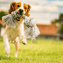 10  Reasons Why Artificial Grass Is Completely Safe For Children And Pets