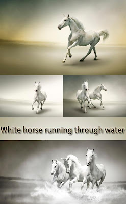 The photos of beautiful white horse running over water