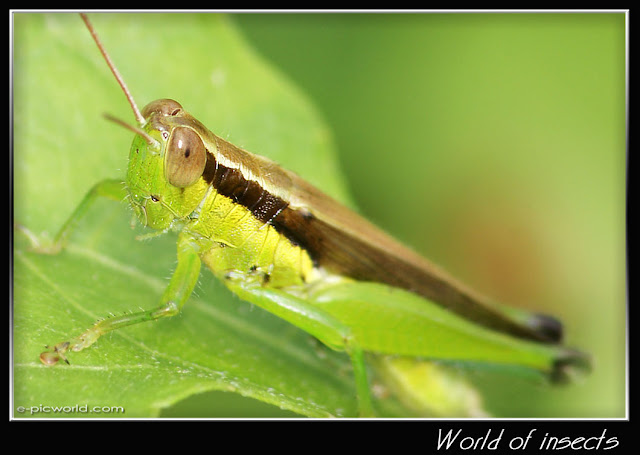 grasshopper  picture