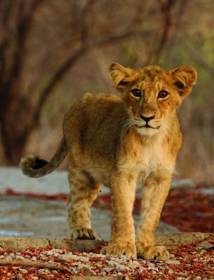 Asian lions cute cub