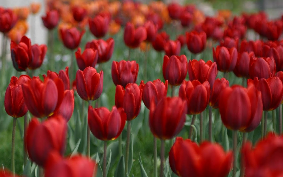 Beautiful Tulip Widescreen HD Wallpaper 8