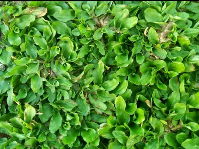 Rumput Gajah Mini