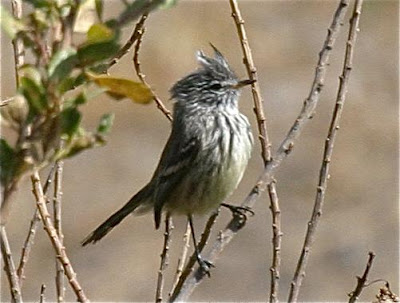 Yellow billed Tit-Tyrant